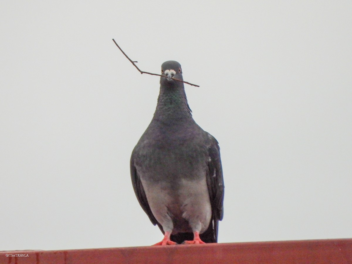 Rock Pigeon (Feral Pigeon) - ML644127330