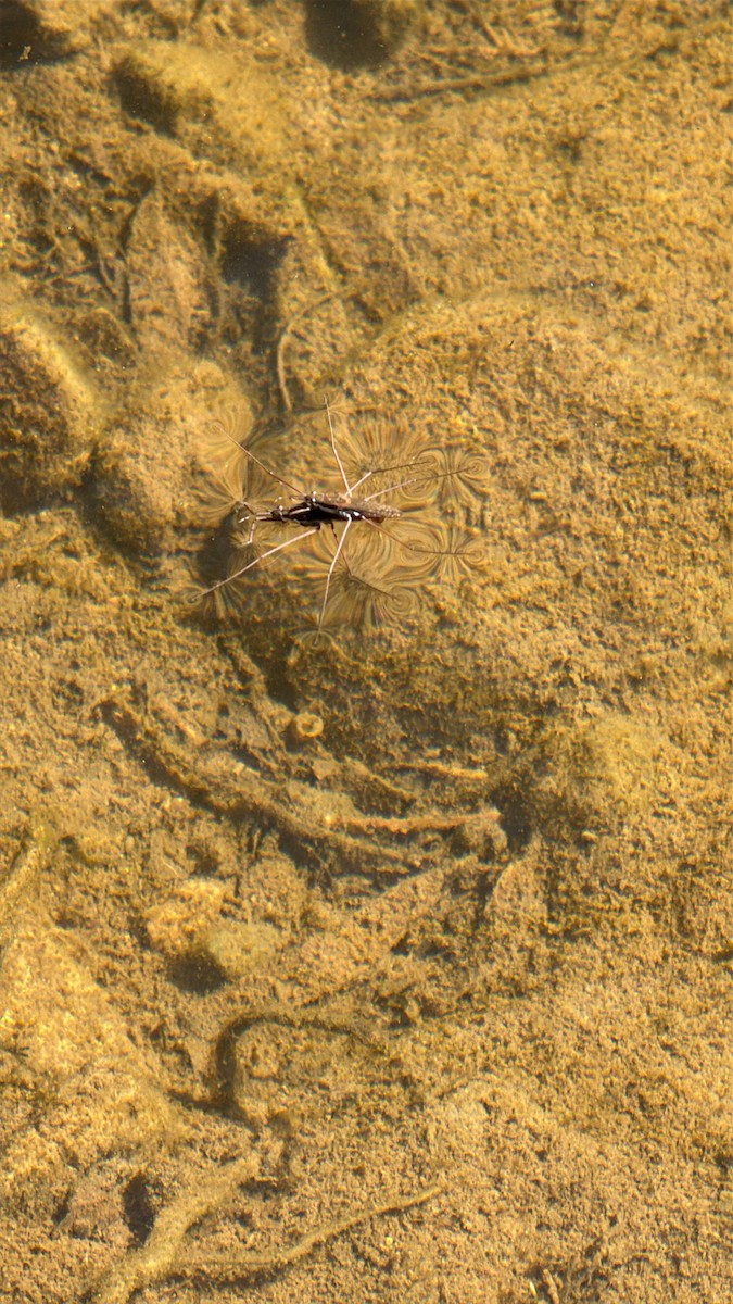 North American Common Water Strider - ML644127347