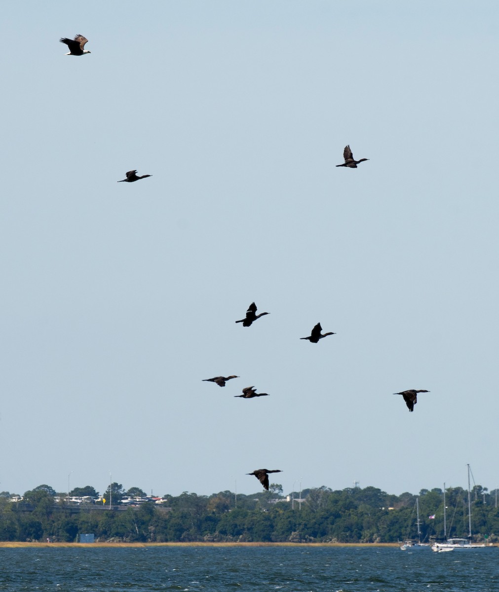 Double-crested Cormorant - ML644127365