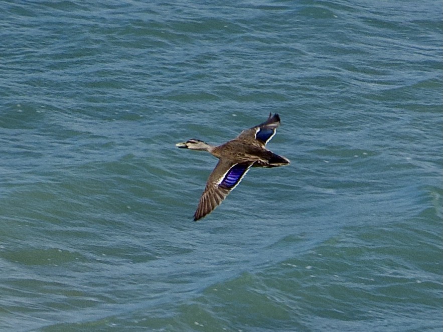 Mallard - ML644127369