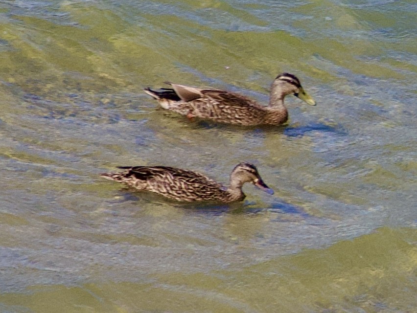 Mallard - ML644127370