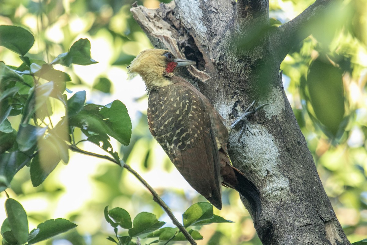 Pale-crested Woodpecker - ML644127373