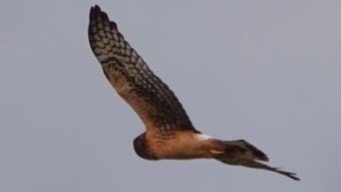 Northern Harrier - ML644127379