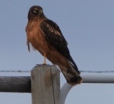 Northern Harrier - ML644127380