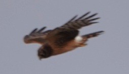 Northern Harrier - ML644127381
