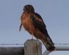Northern Harrier - ML644127382