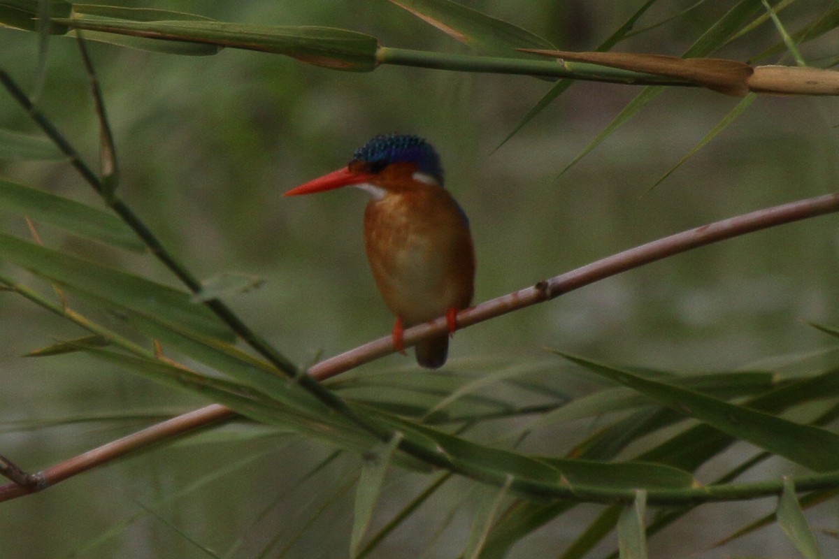 Malachite Kingfisher (Mainland) - ML644127392