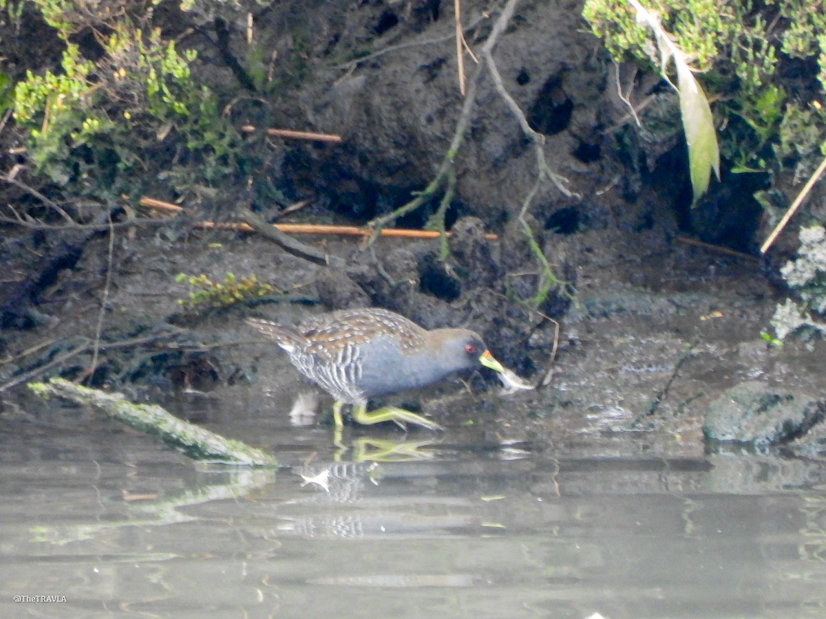 ミナミヒメクイナ - ML644127394