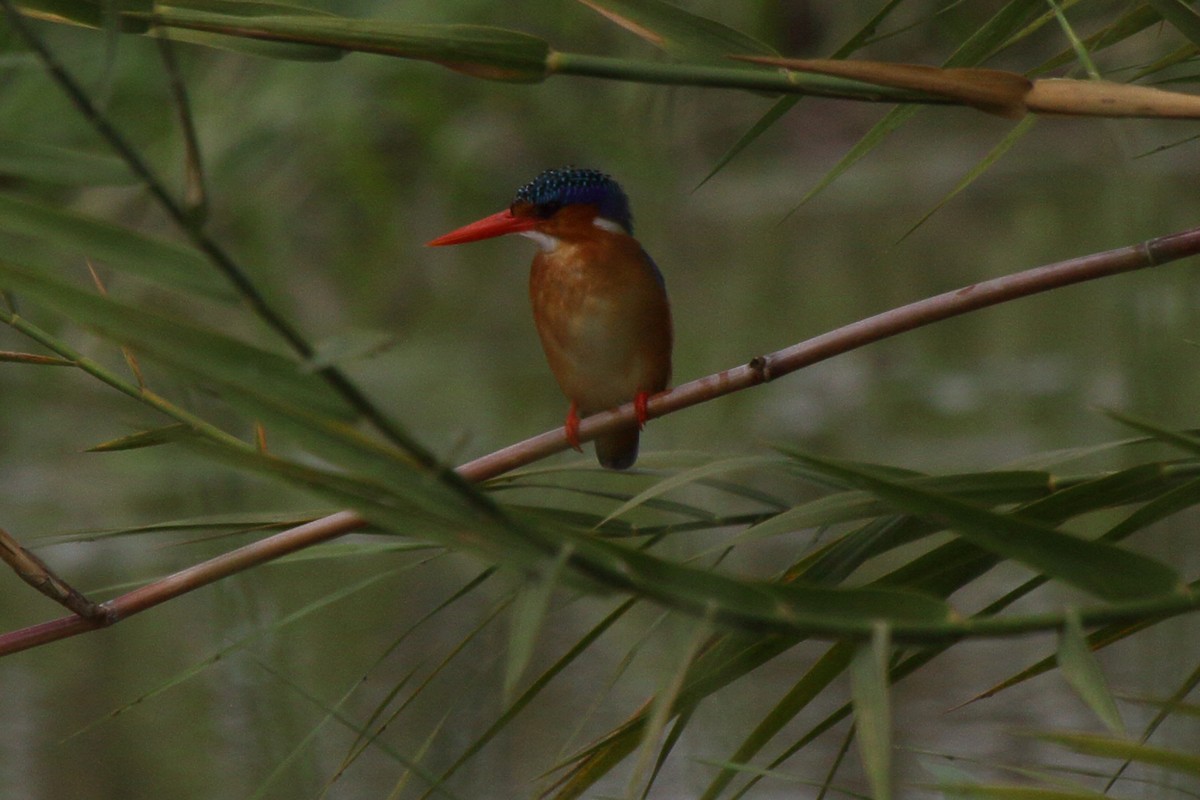 Malachite Kingfisher (Mainland) - ML644127410