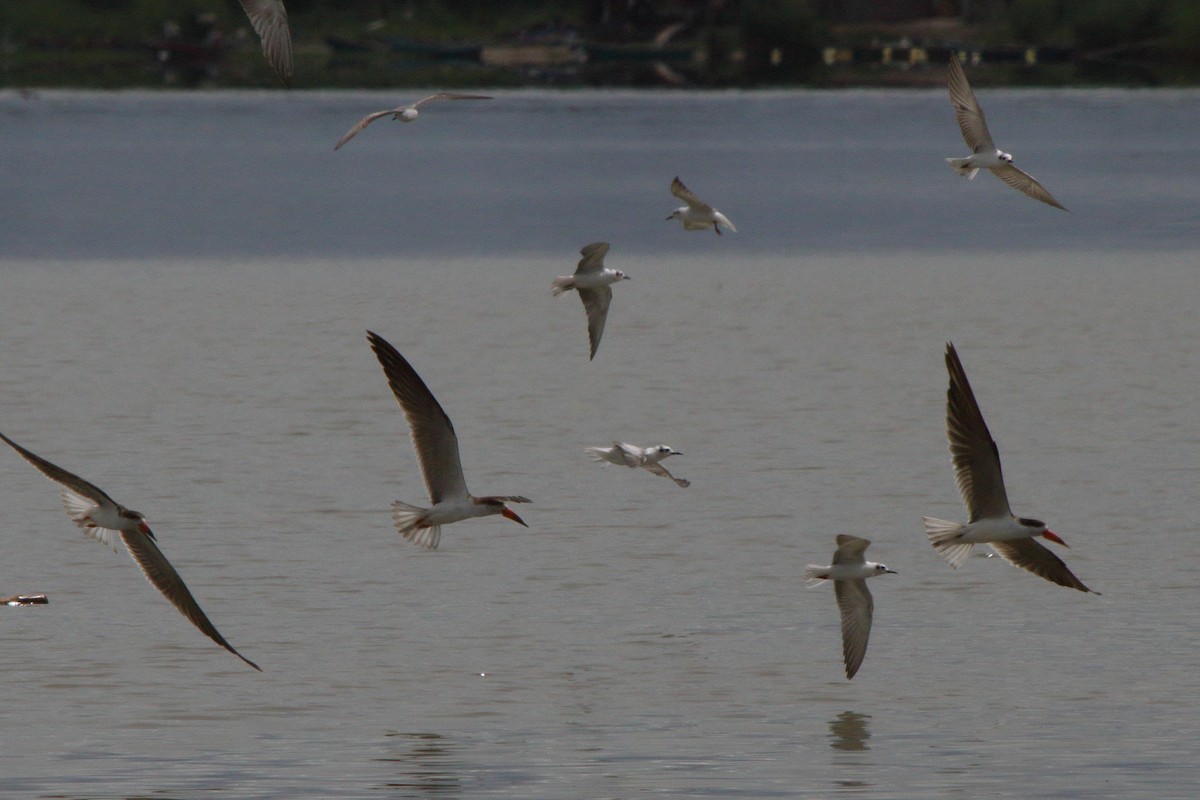 White-winged Tern - ML644127417
