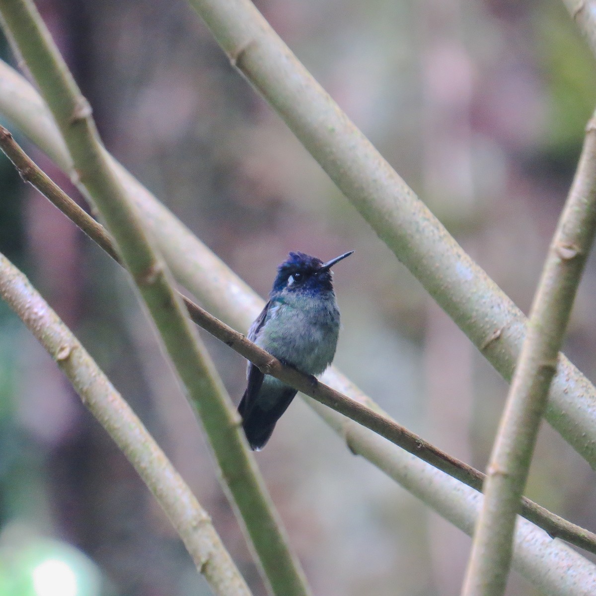 スミレガシラハチドリ - ML644127422