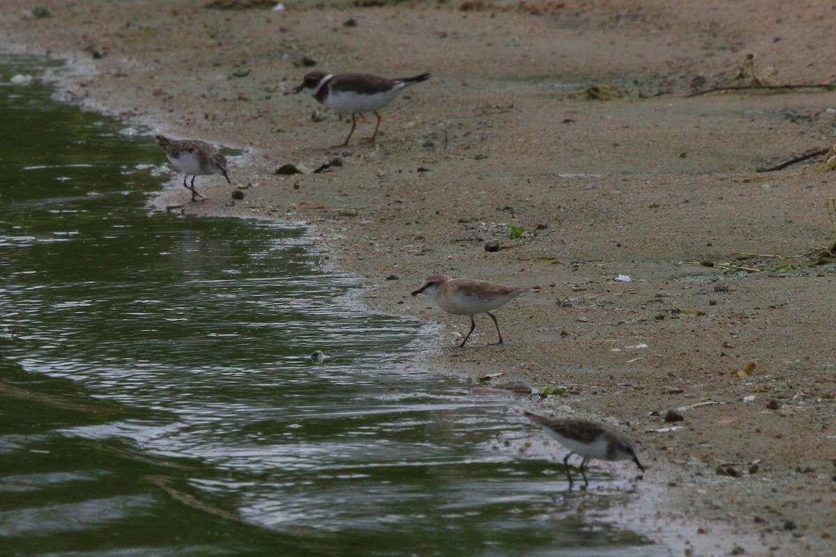 White-fronted Plover - ML644127429
