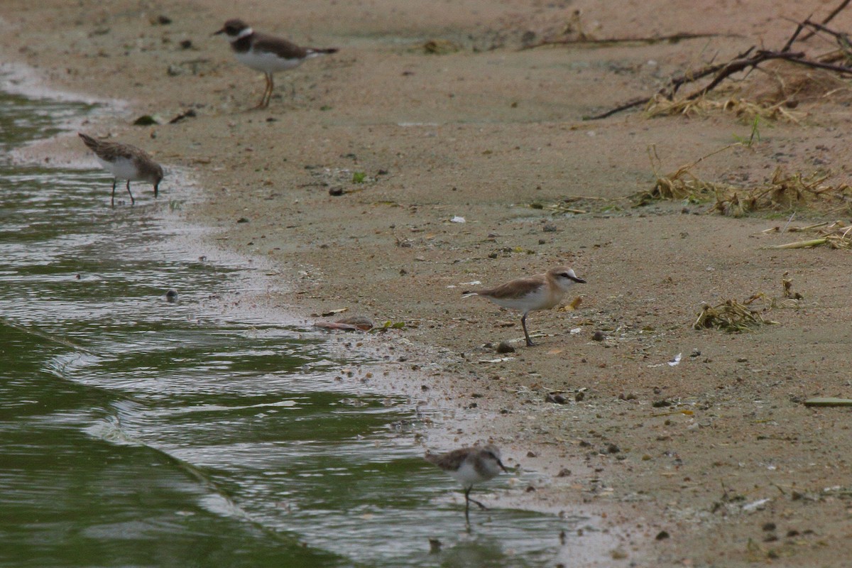 White-fronted Plover - ML644127432