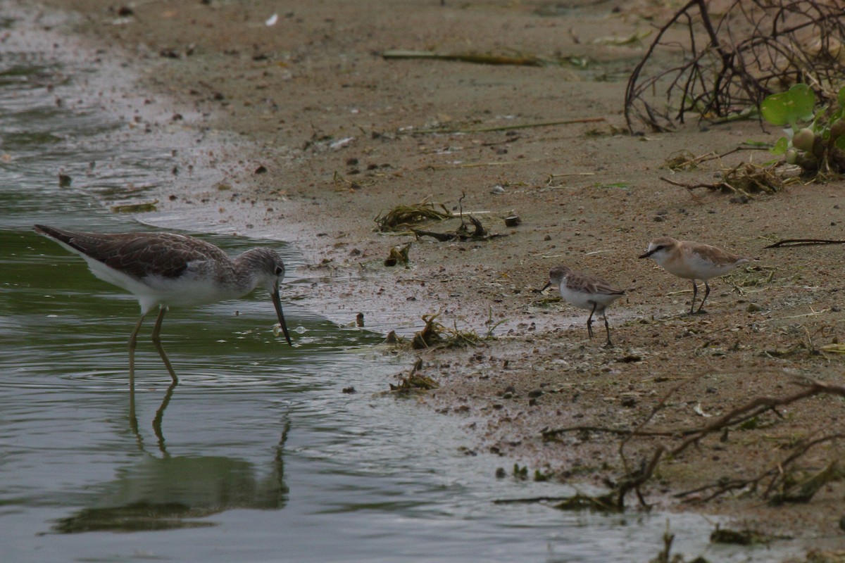 White-fronted Plover - ML644127433