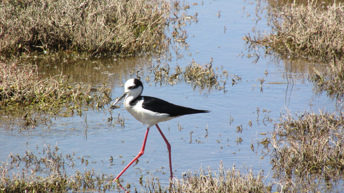 Black-necked Stilt - ML644127439