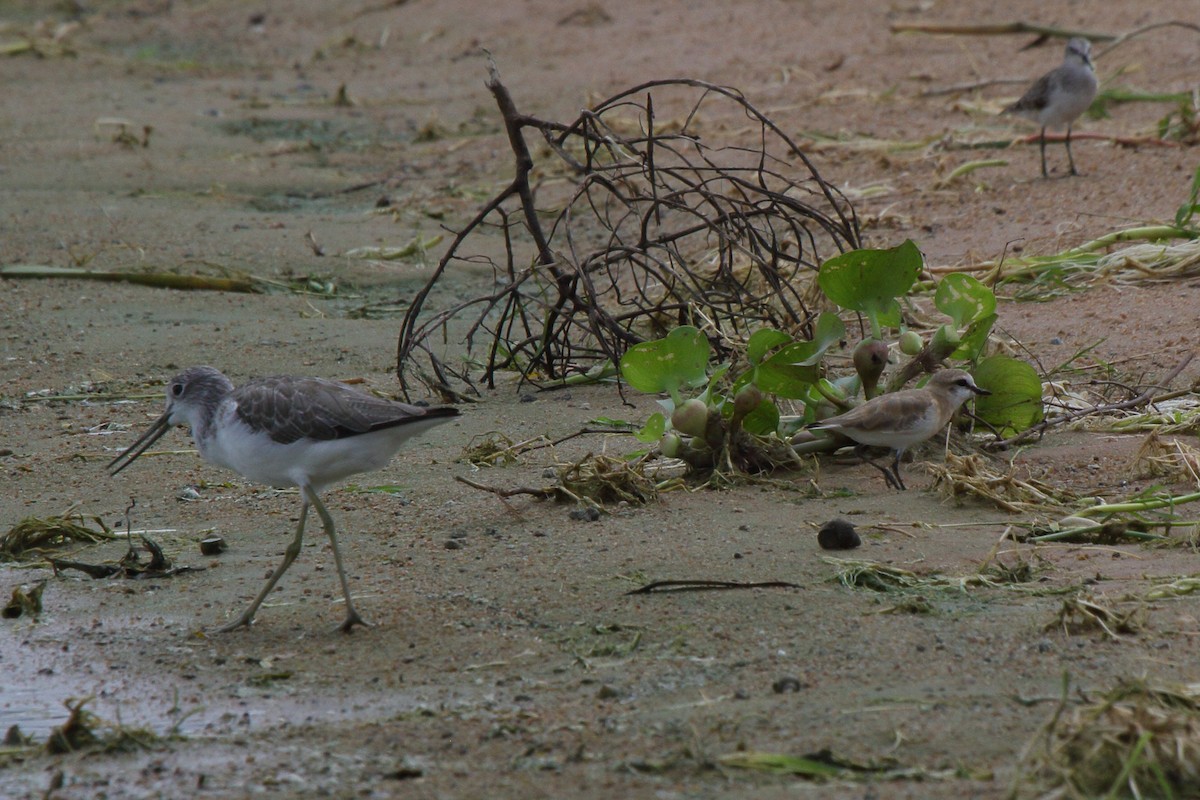 Common Greenshank - ML644127445