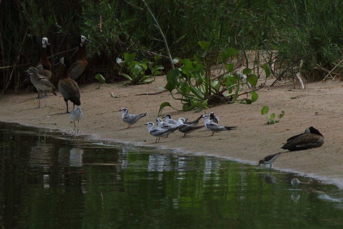 White-winged Tern - ML644127478