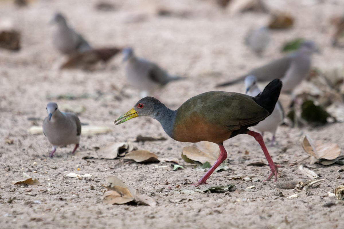 Gray-cowled Wood-Rail (Gray-cowled) - ML644127482