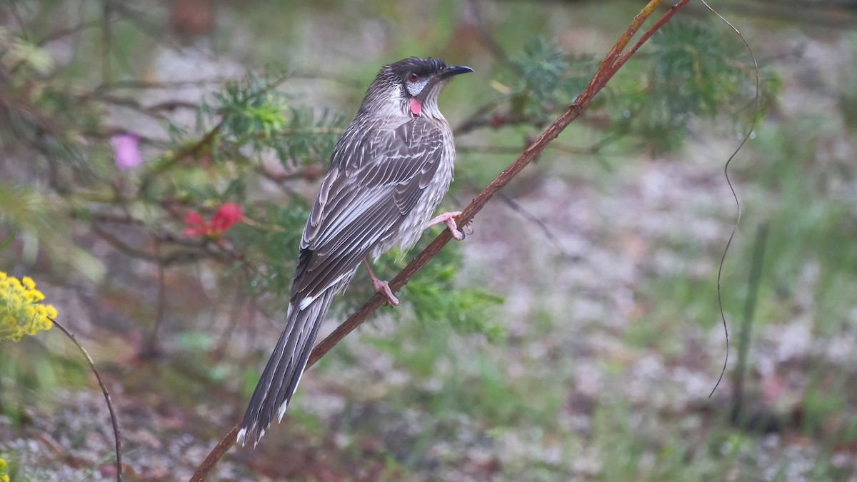 Red Wattlebird - ML644127487