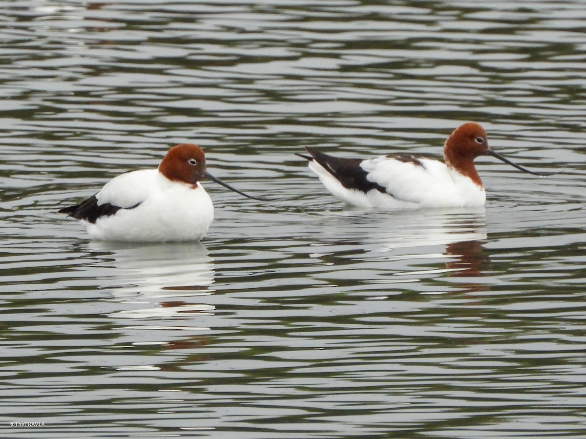 Red-necked Avocet - ML644127510