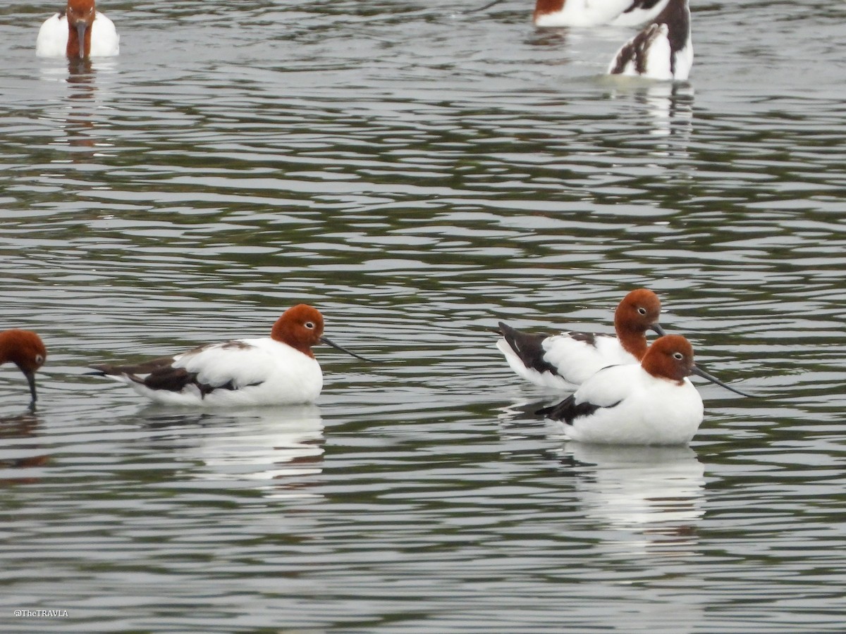 Red-necked Avocet - ML644127511