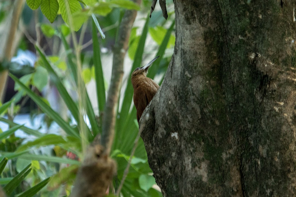 Great Rufous Woodcreeper - ML644127512