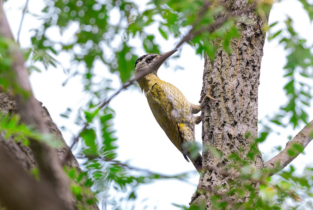 Pito Culigualdo - ML644127518