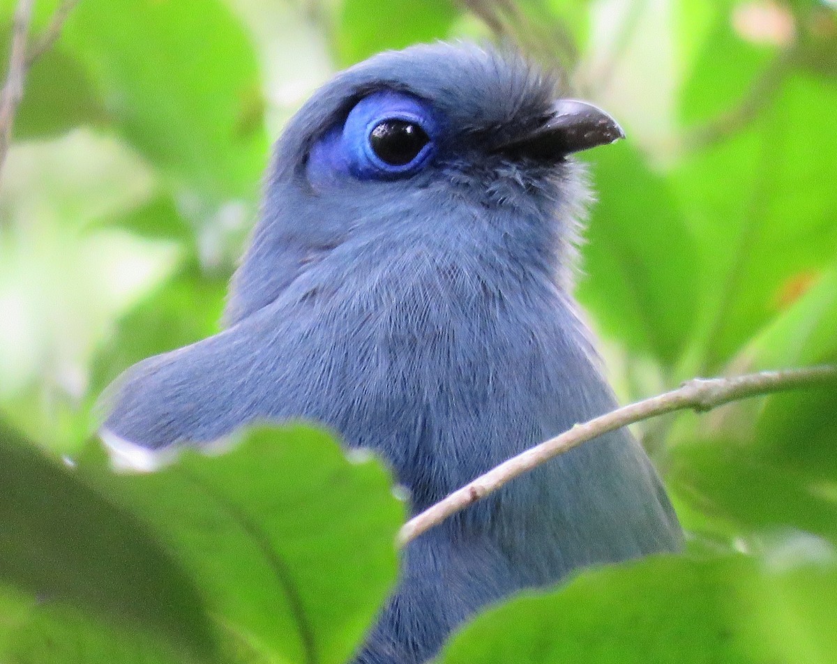 Blue Coua - ML644127533