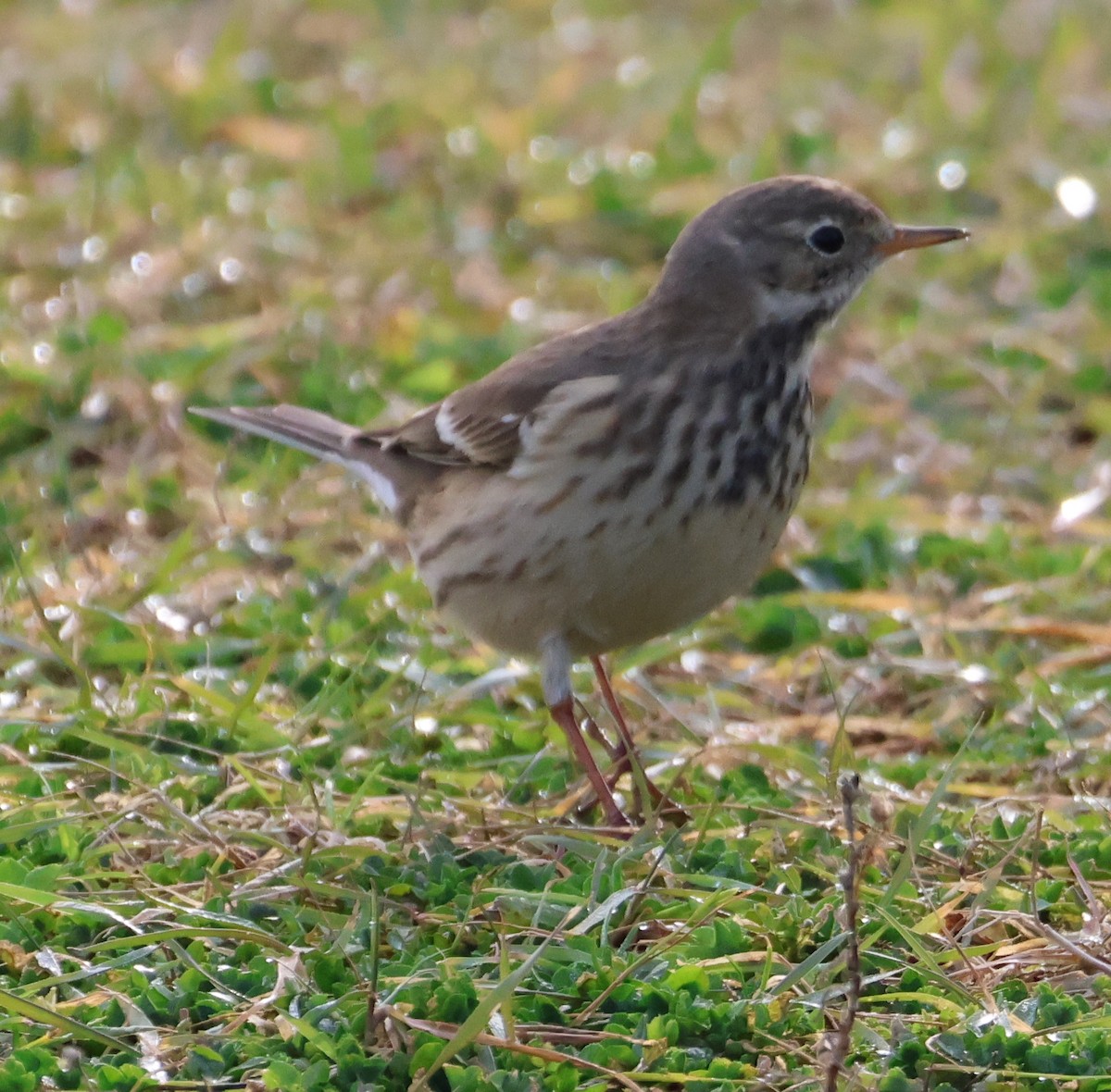 American Pipit - ML644127534