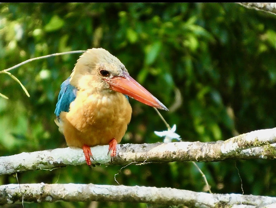 Stork-billed Kingfisher - ML644127538