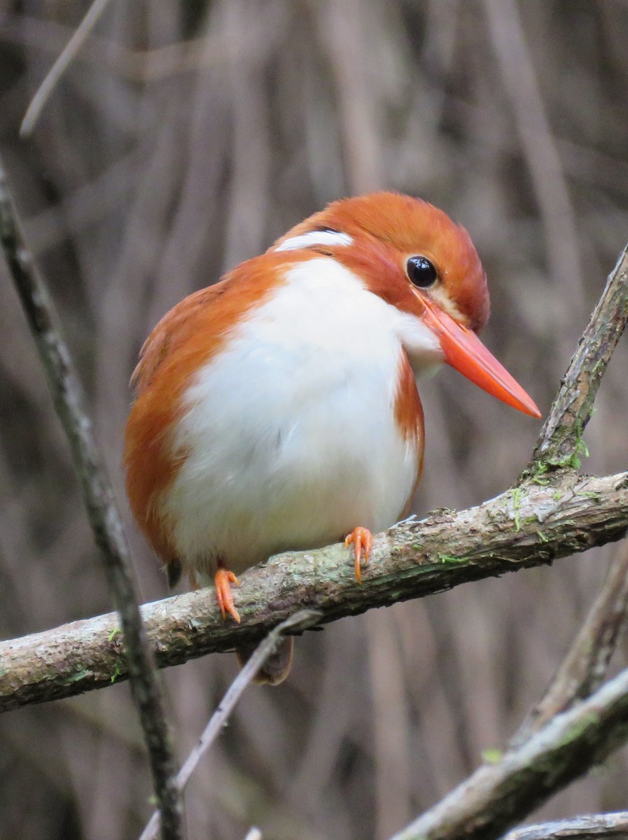 Martin-pêcheur malgache - ML644127546