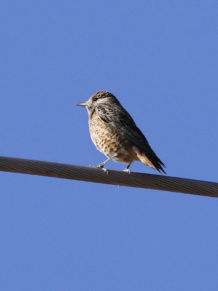 Rufous-tailed Rock-Thrush - ML644127552