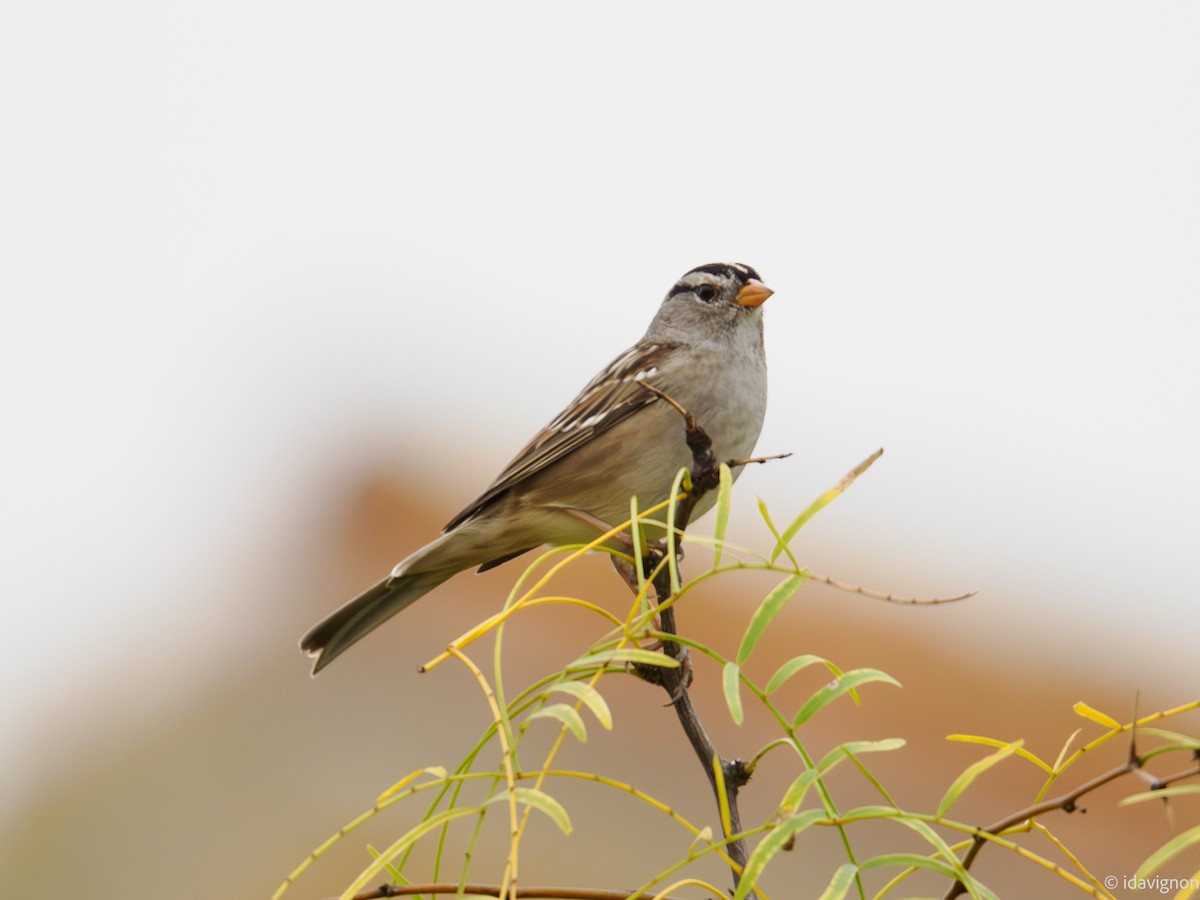 White-crowned Sparrow - ML644127563