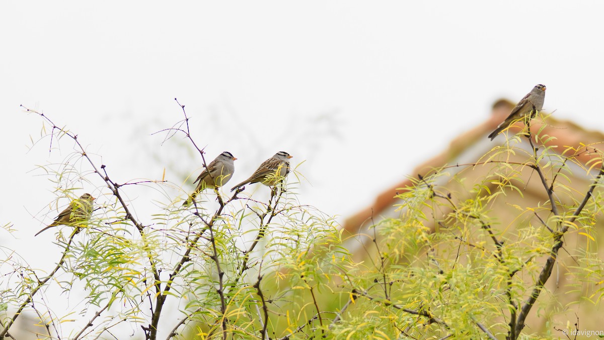White-crowned Sparrow - ML644127568