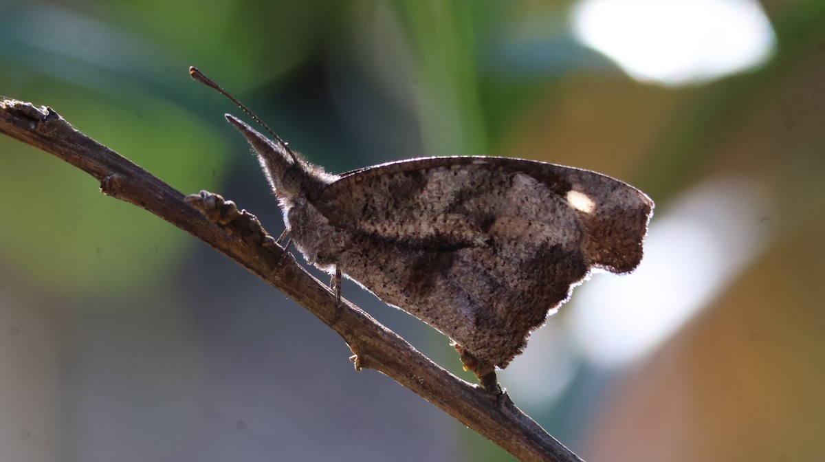 卡麗美喙蝶 - ML644127583