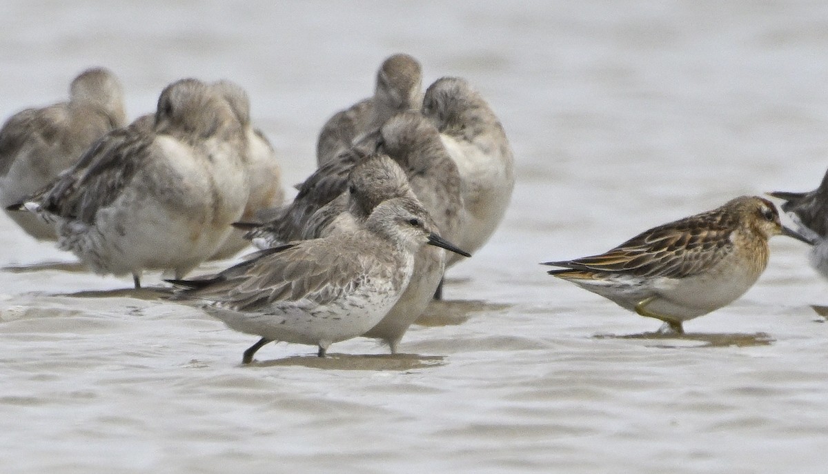 Red Knot - ML644127590
