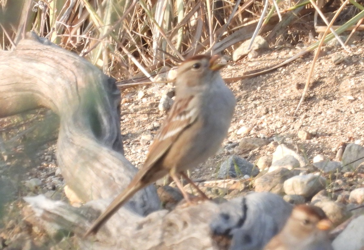 White-crowned Sparrow - ML644127591