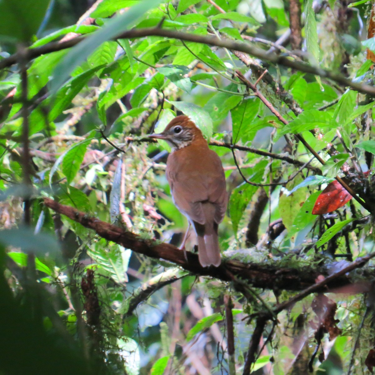 Wood Thrush - ML644127595