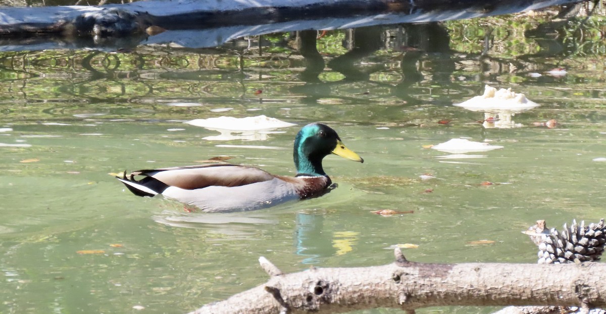Mallard - ML644127620