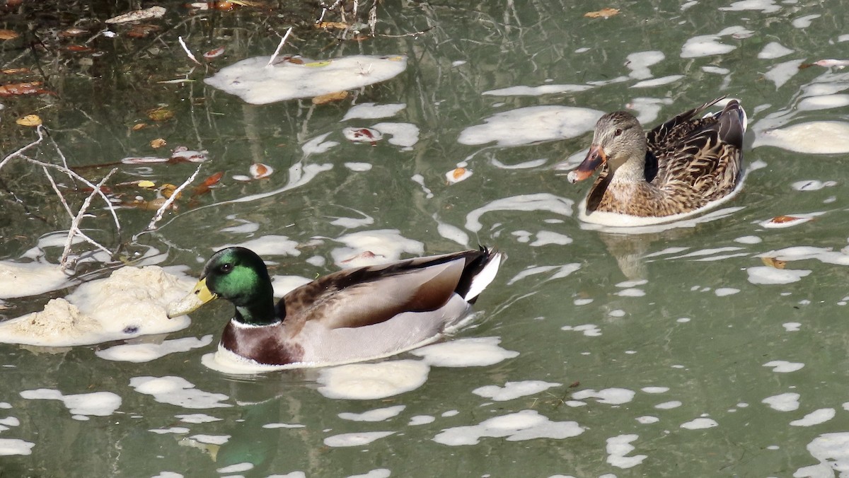Mallard - ML644127622