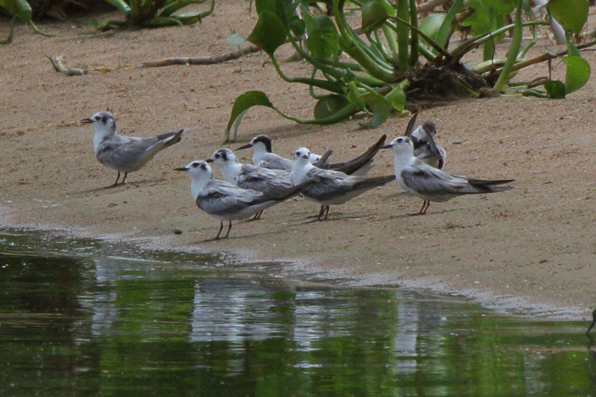 Little Tern - ML644127632