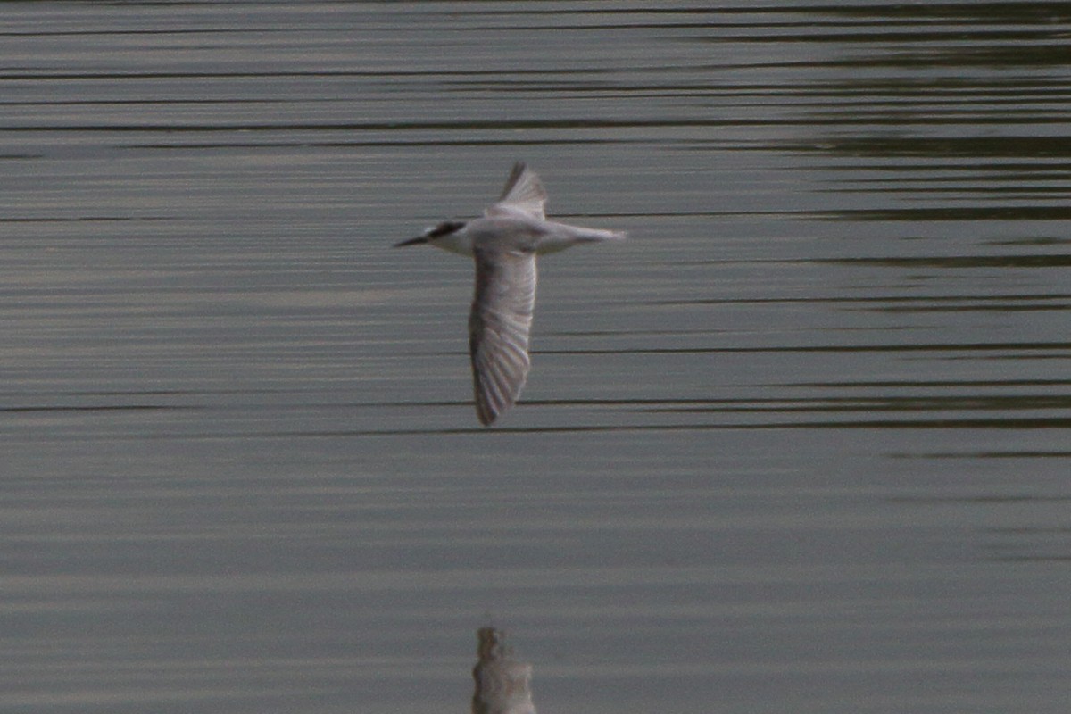 Little Tern - ML644127637