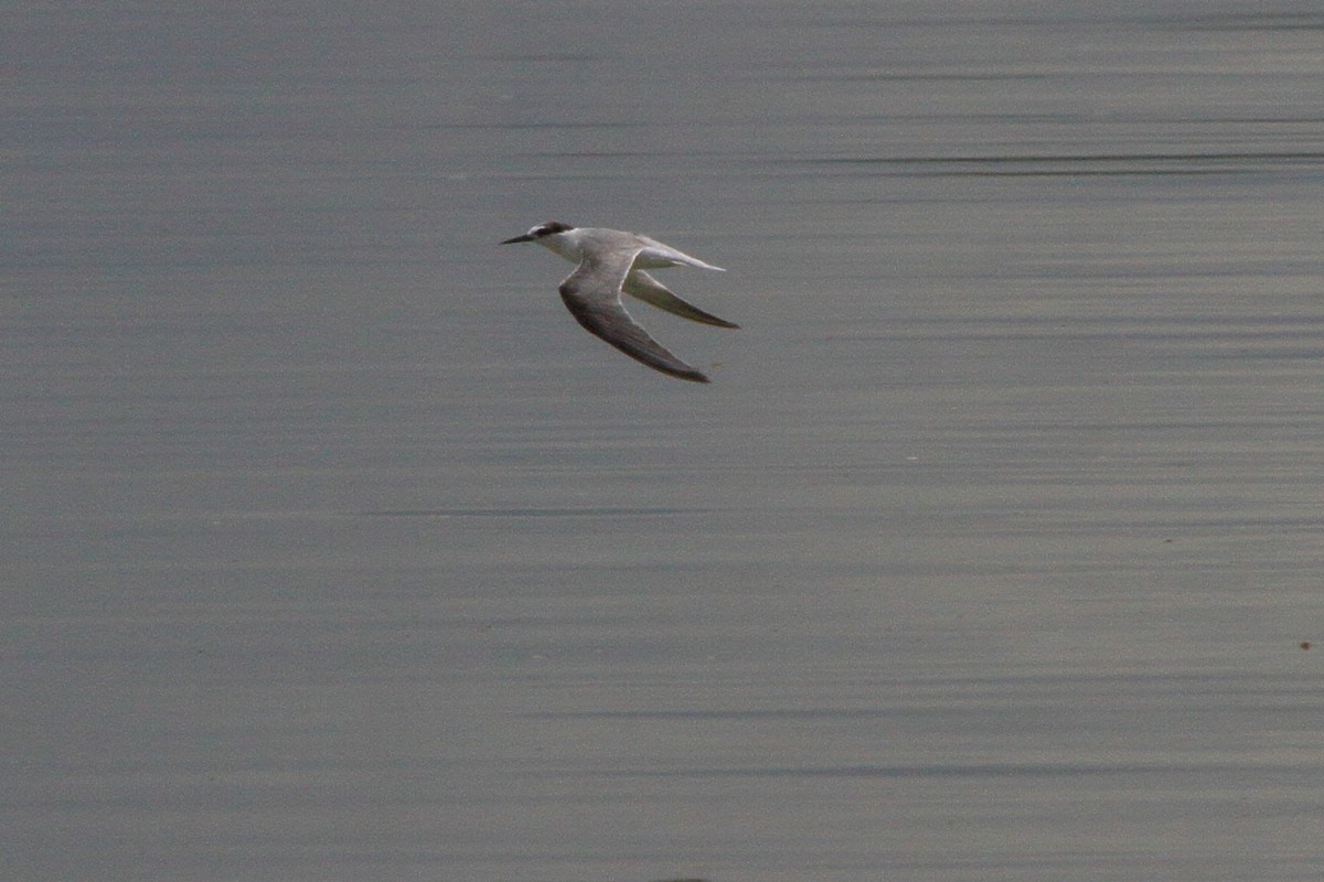 Little Tern - ML644127638