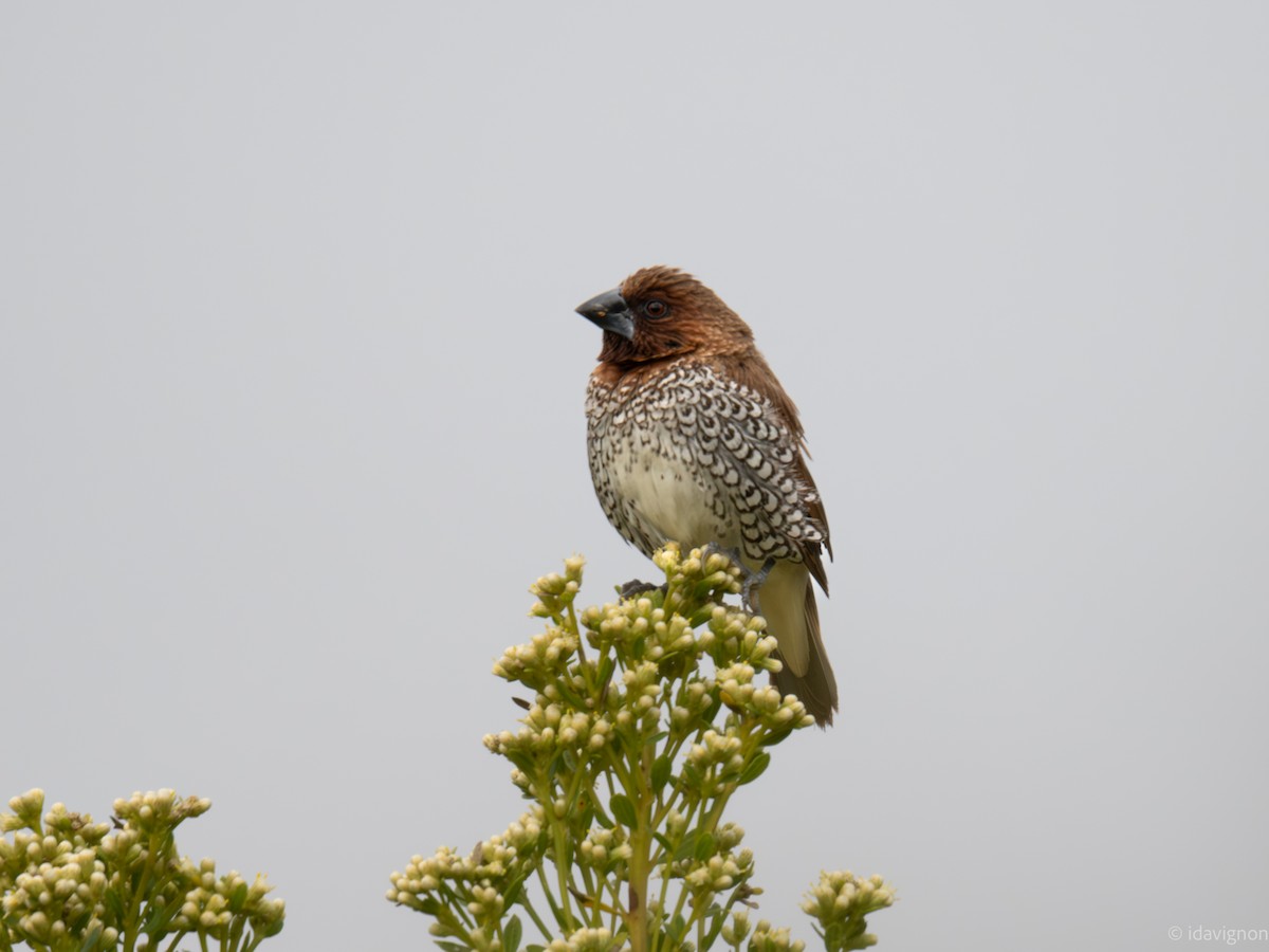 Scaly-breasted Munia - ML644127642
