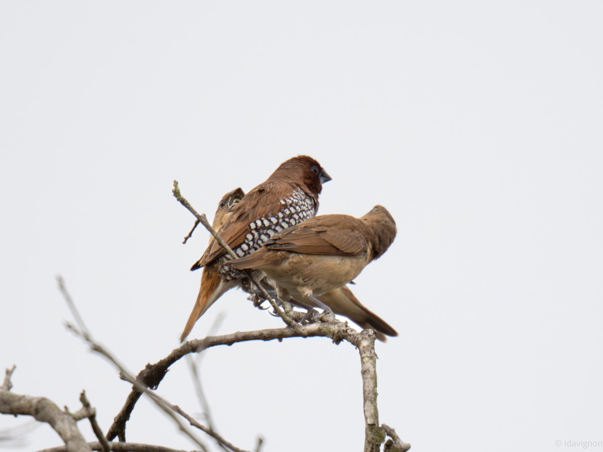 Scaly-breasted Munia - ML644127648