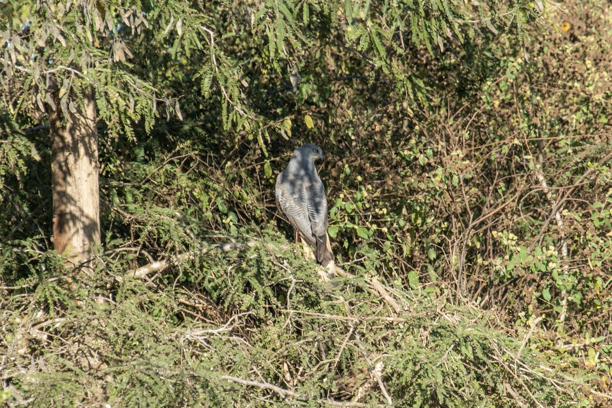 Crane Hawk (Banded) - ML644127658