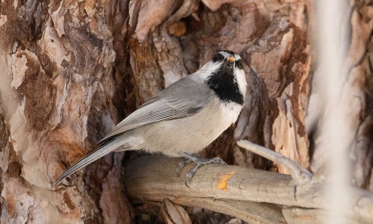 Mountain Chickadee - ML644127660