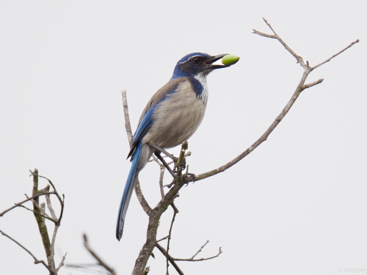 California Scrub-Jay - ML644127662