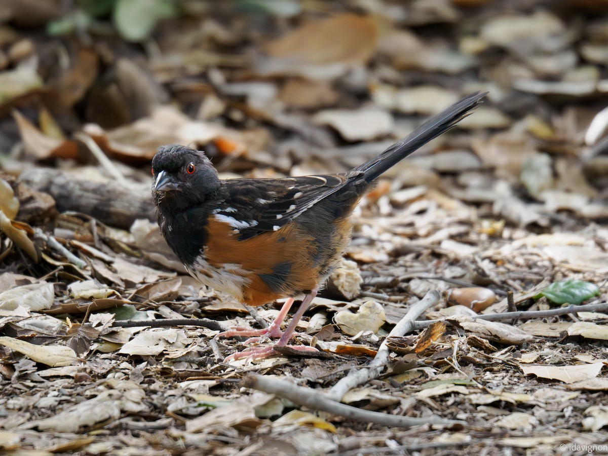Spotted Towhee - ML644127682