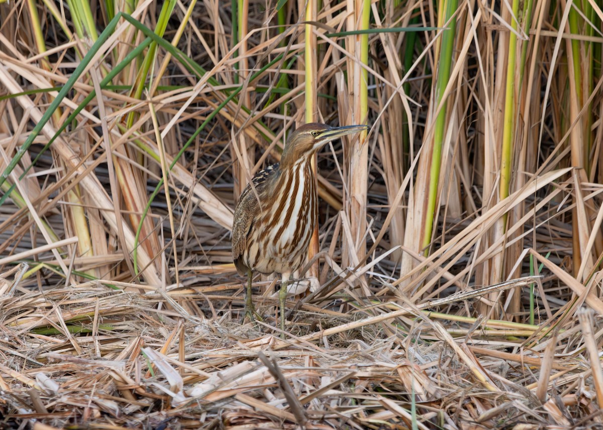 American Bittern - ML644127683